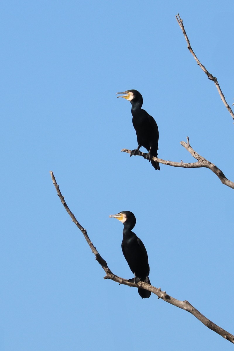 Great Cormorant - ML644317415