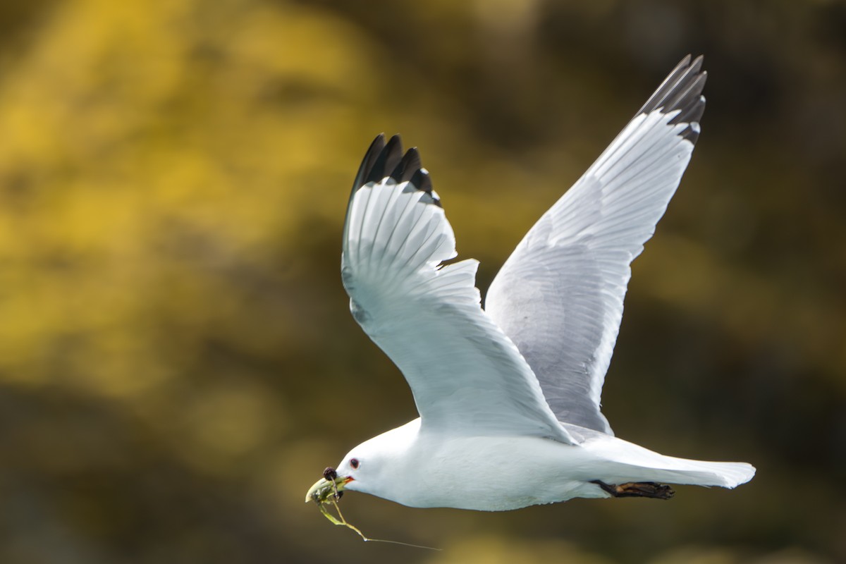 Black-legged Kittiwake - ML644317416