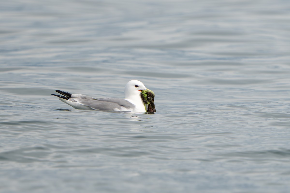 Black-legged Kittiwake - ML644317418