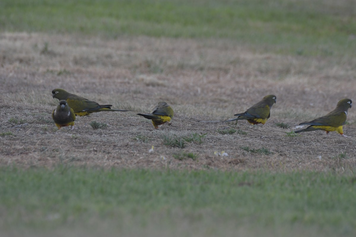 arara patagonský - ML644317419