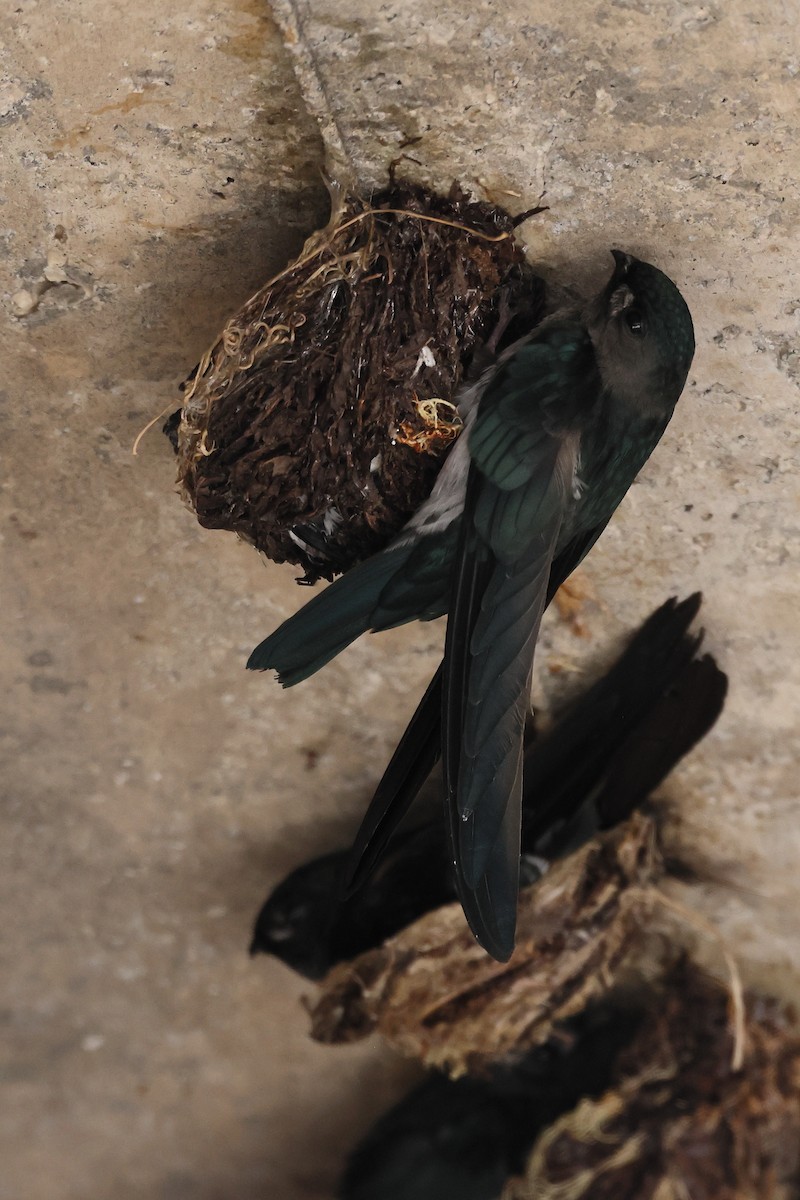 Glossy Swiftlet - ML644317427