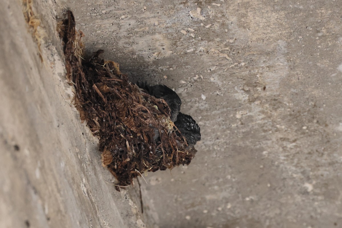 Glossy Swiftlet - ML644317428