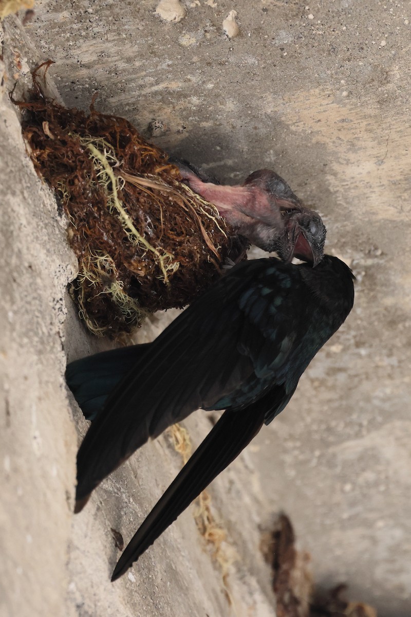 Glossy Swiftlet - ML644317429