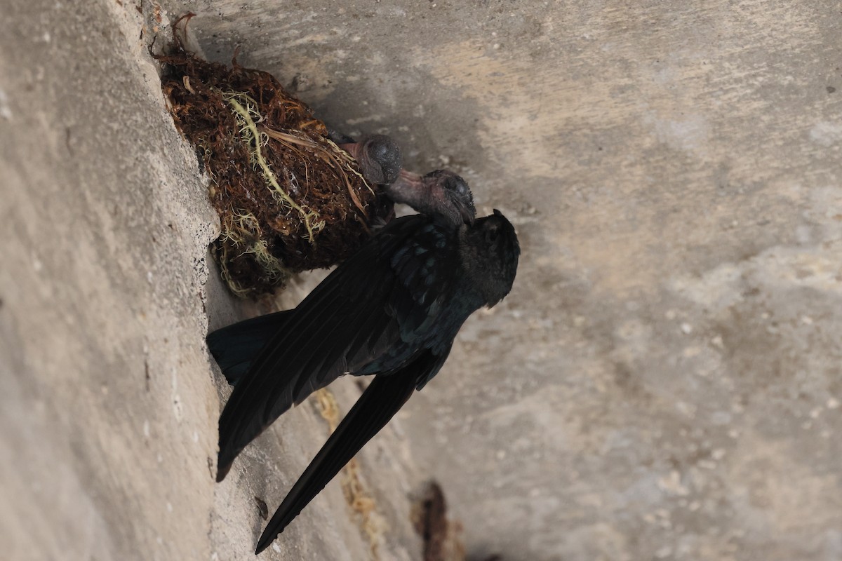 Glossy Swiftlet - ML644317430