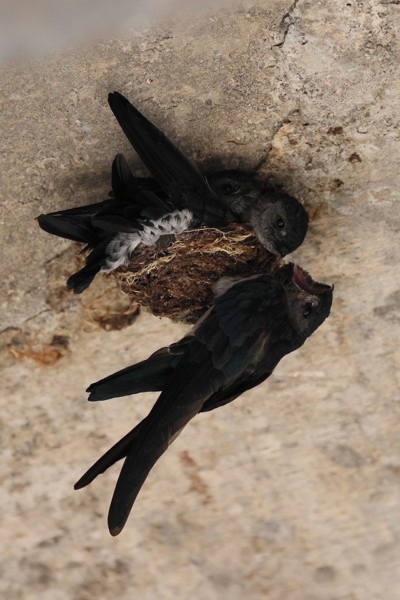 Glossy Swiftlet - ML644317431