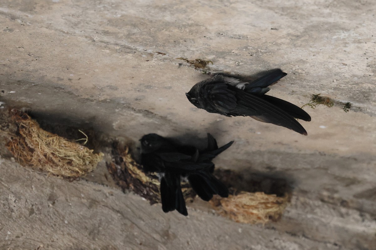 Glossy Swiftlet - ML644317432