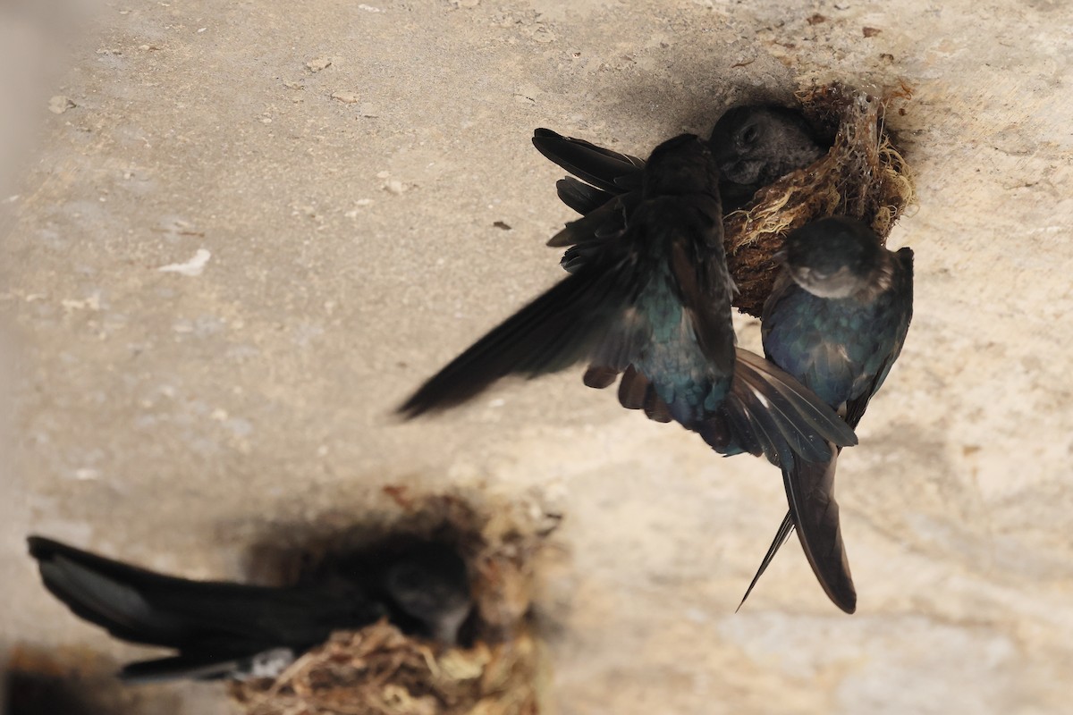 Glossy Swiftlet - ML644317433