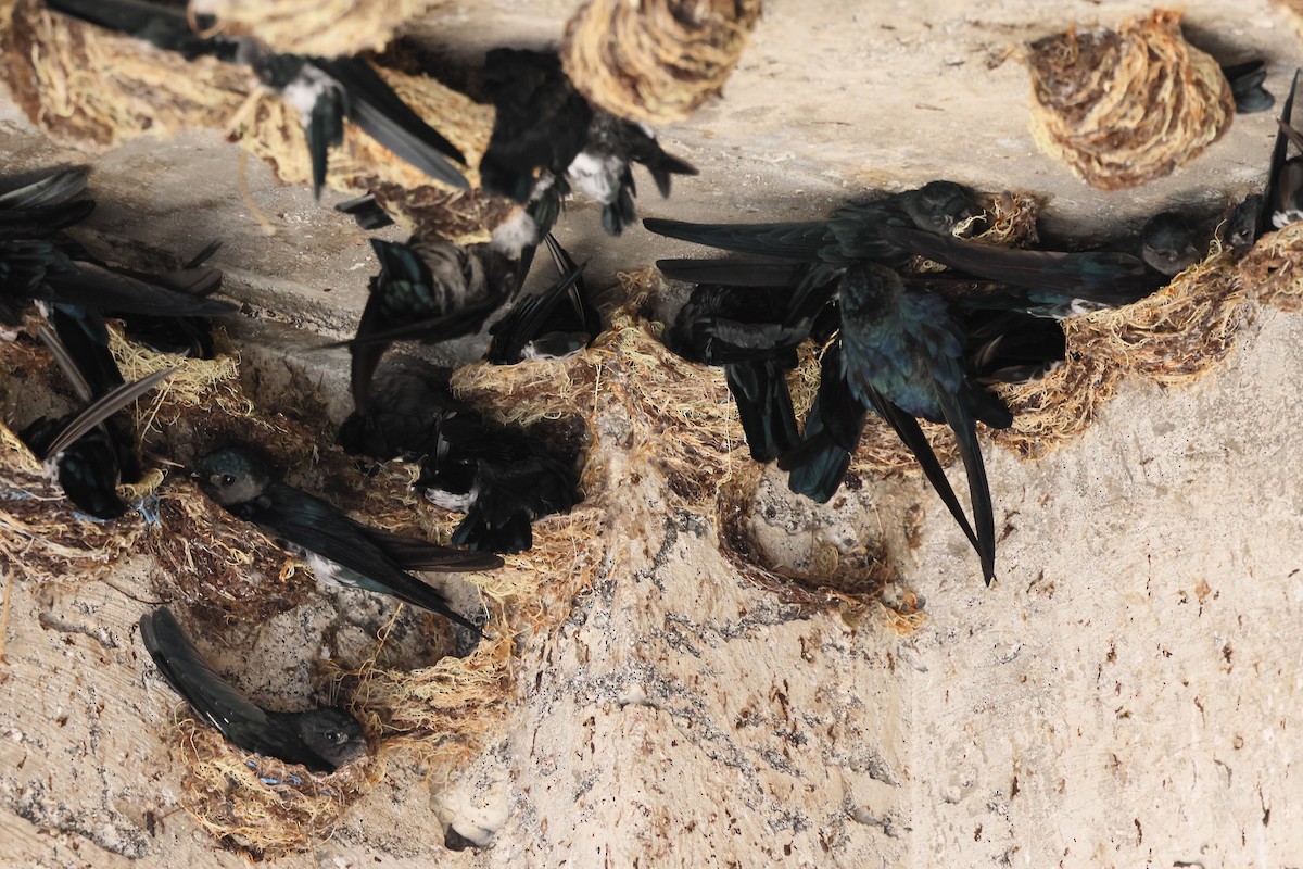 Glossy Swiftlet - ML644317434