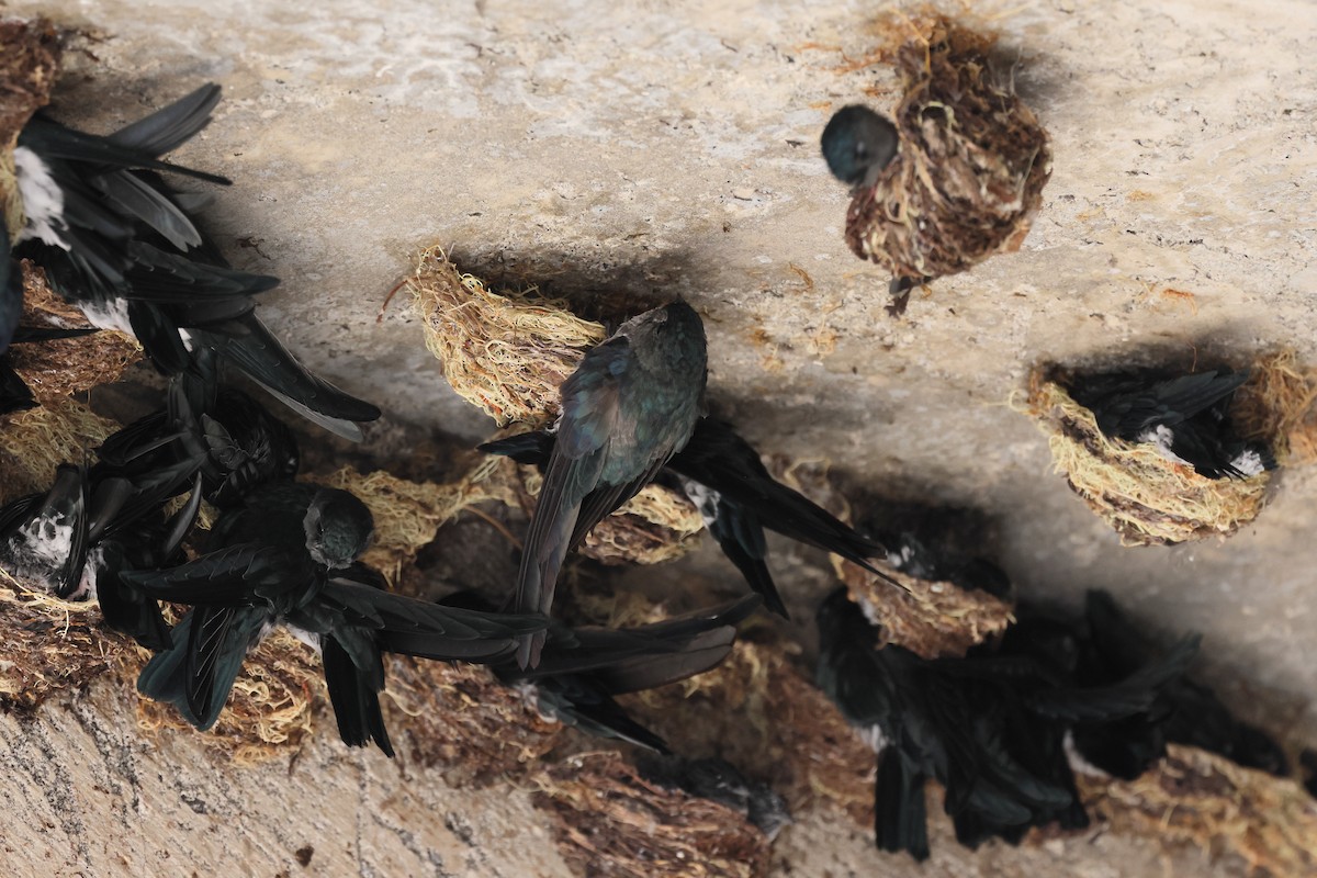 Glossy Swiftlet - ML644317435