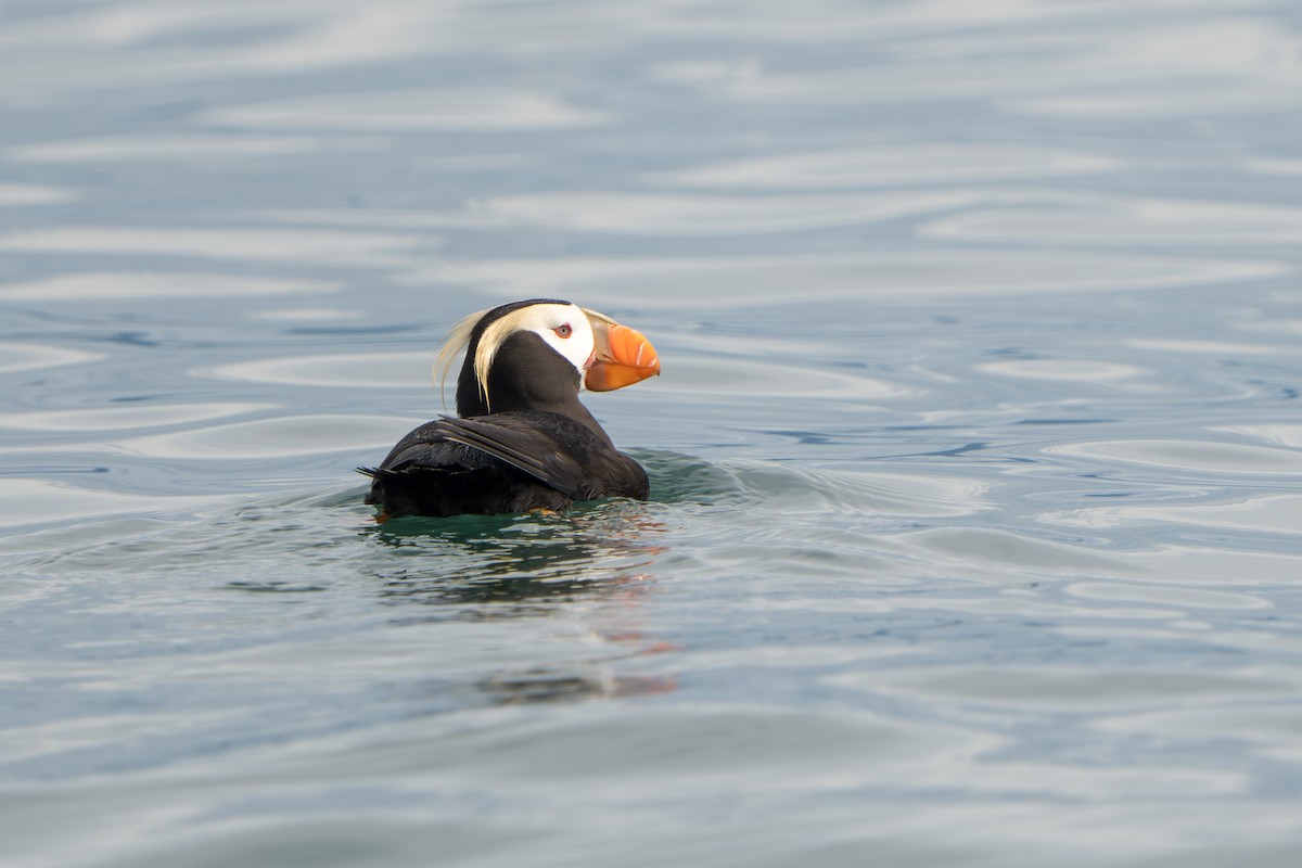 topplunde - ML644317437