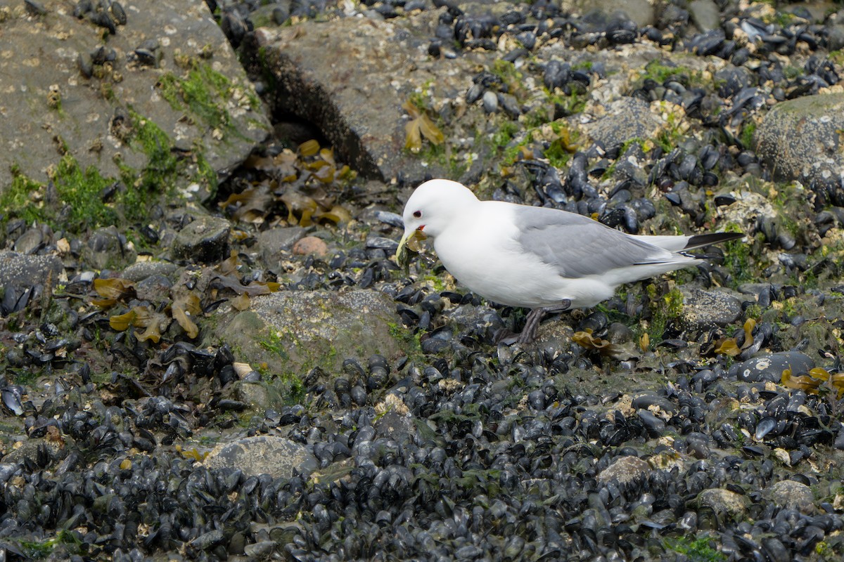 Black-legged Kittiwake - ML644317440