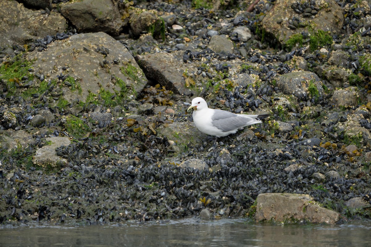 Black-legged Kittiwake - ML644317441