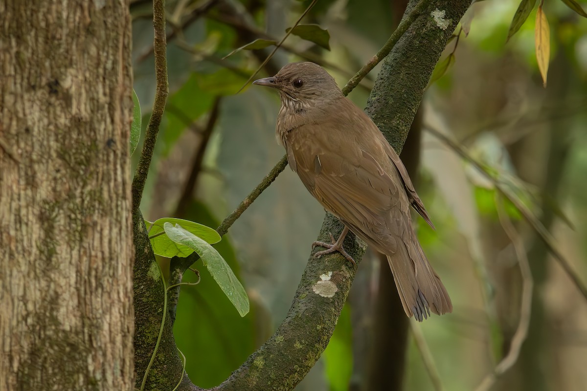 Pale-breasted Thrush - ML644317442