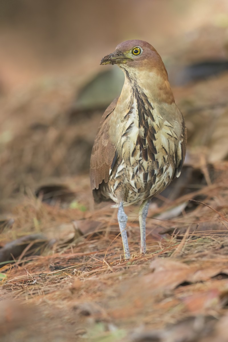 Japanese Night Heron - ML644317445
