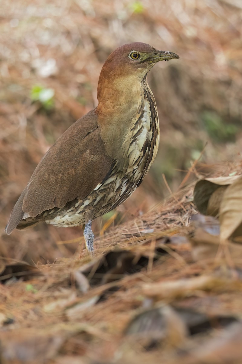 Japanese Night Heron - ML644317453