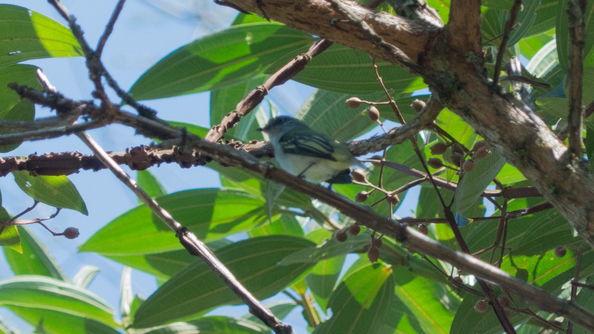 Gray-headed Elaenia - ML644317456