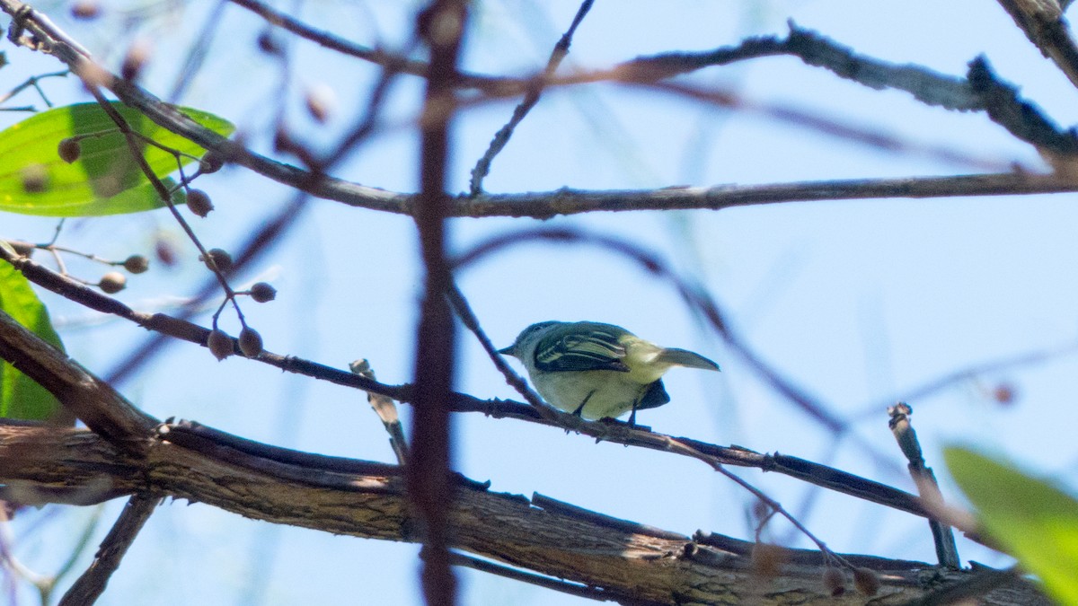 Gray-headed Elaenia - ML644317457