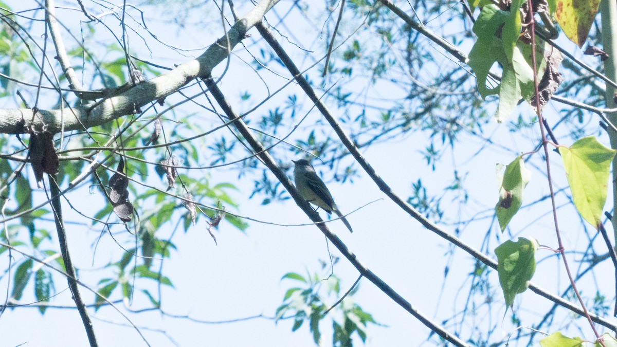 Gray-headed Elaenia - ML644317458