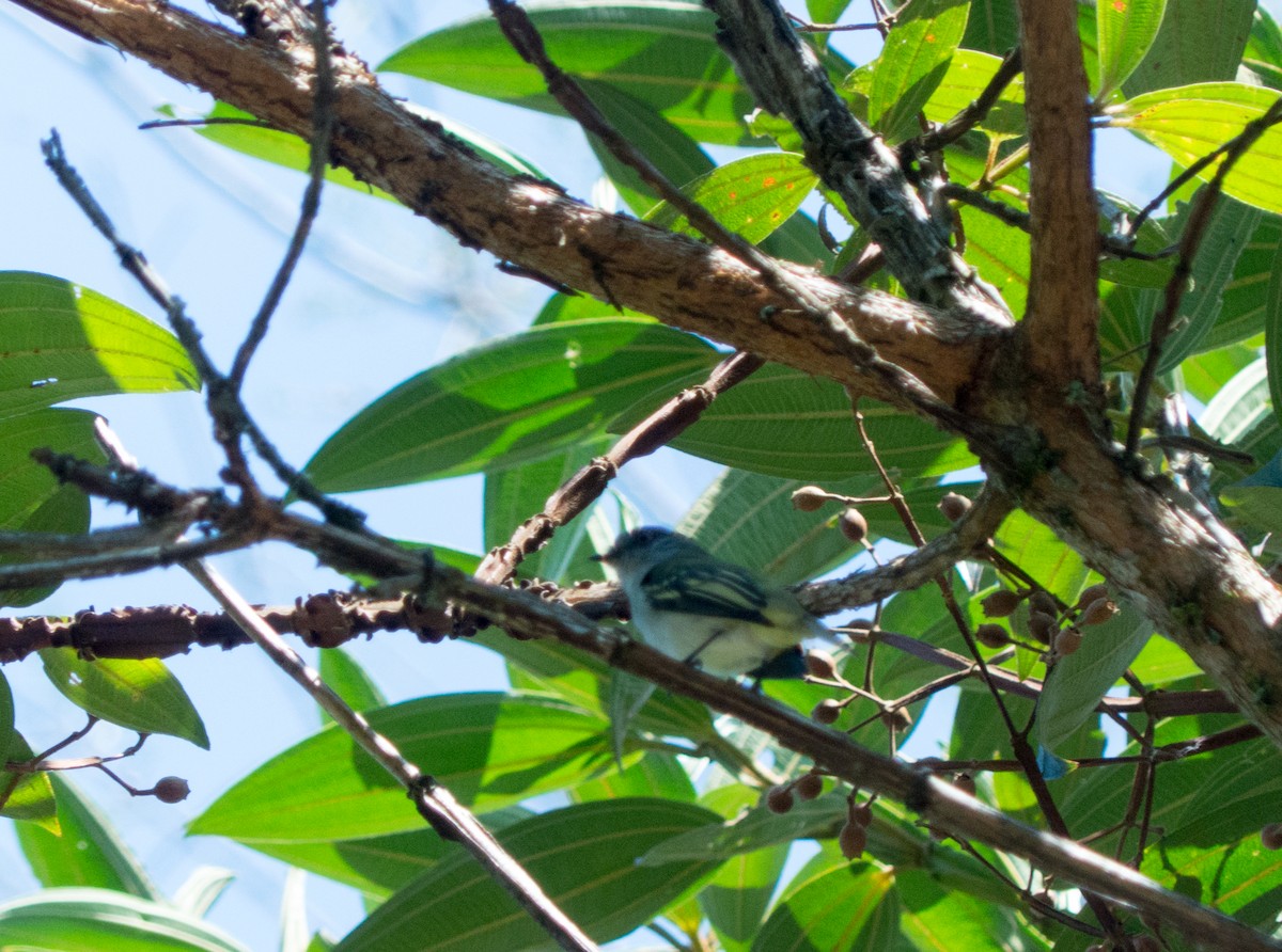 Gray-headed Elaenia - ML644317459
