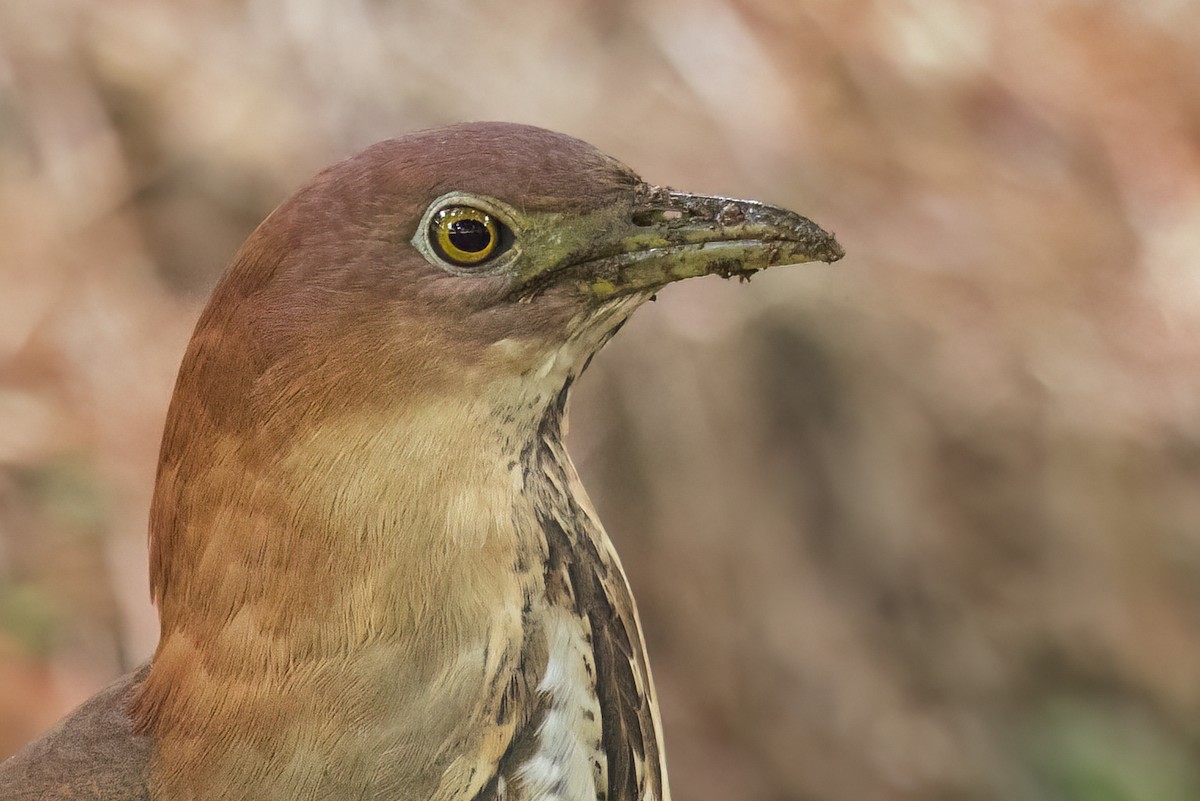 Japanese Night Heron - ML644317462