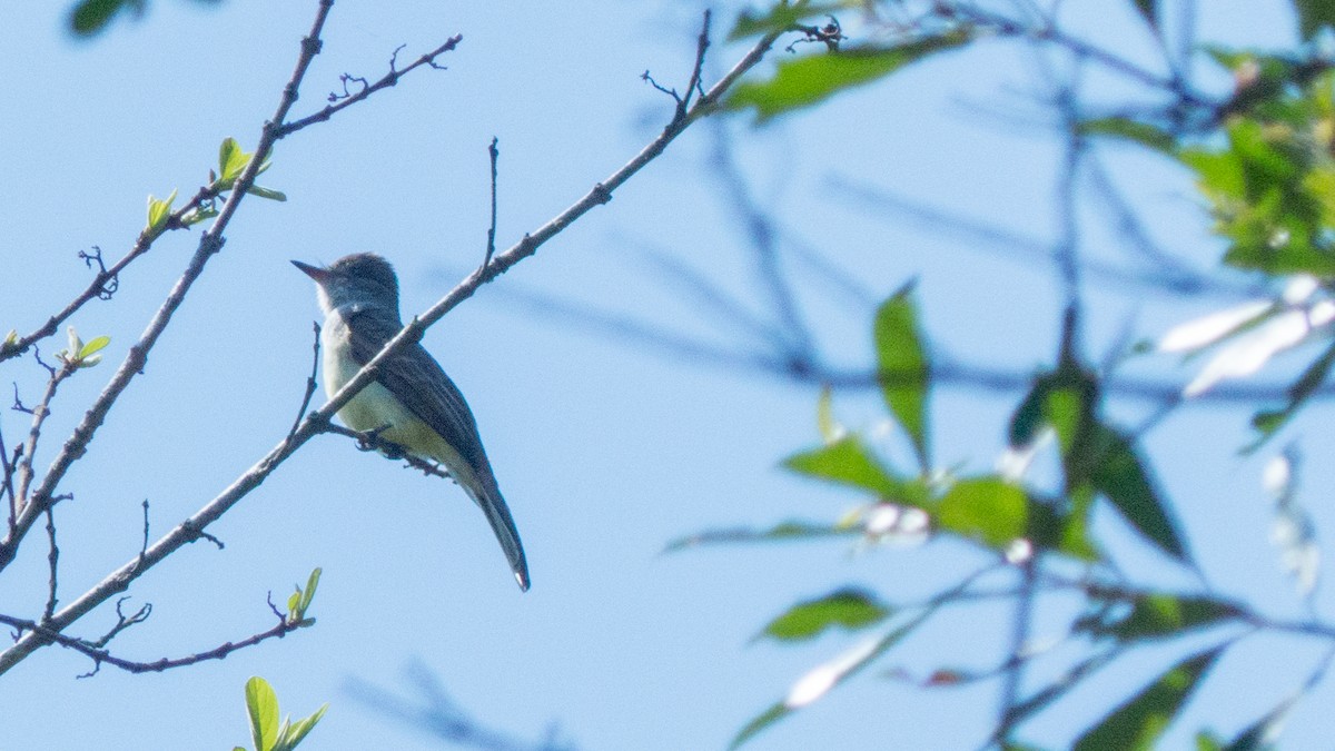 Swainson's Flycatcher - ML644317465