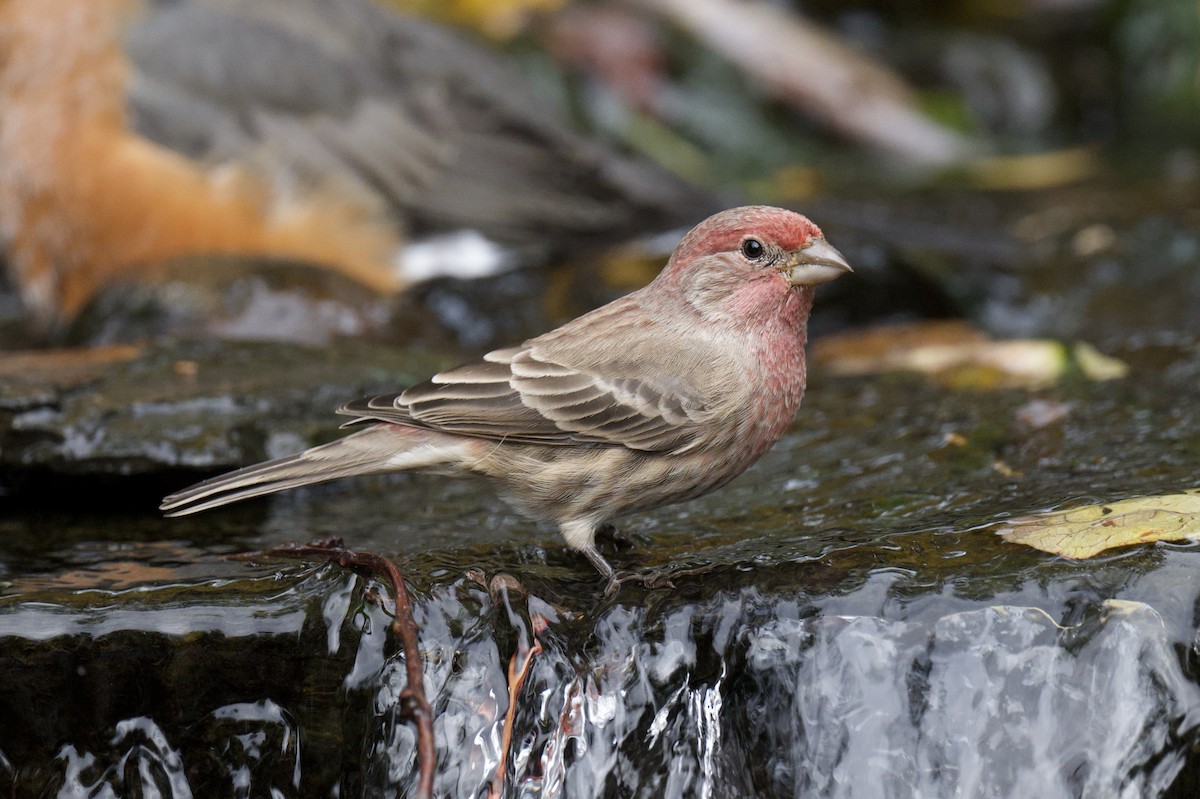 Camachuelo Mexicano - ML644317475