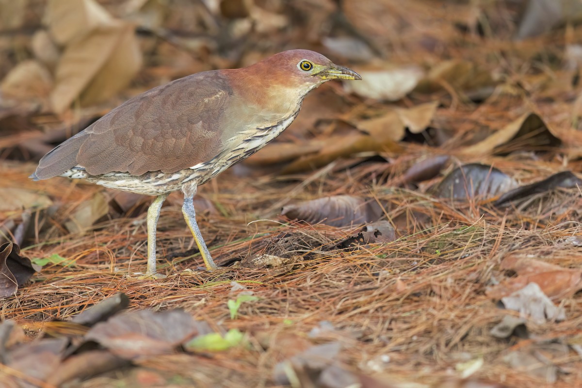 Japanese Night Heron - ML644317476