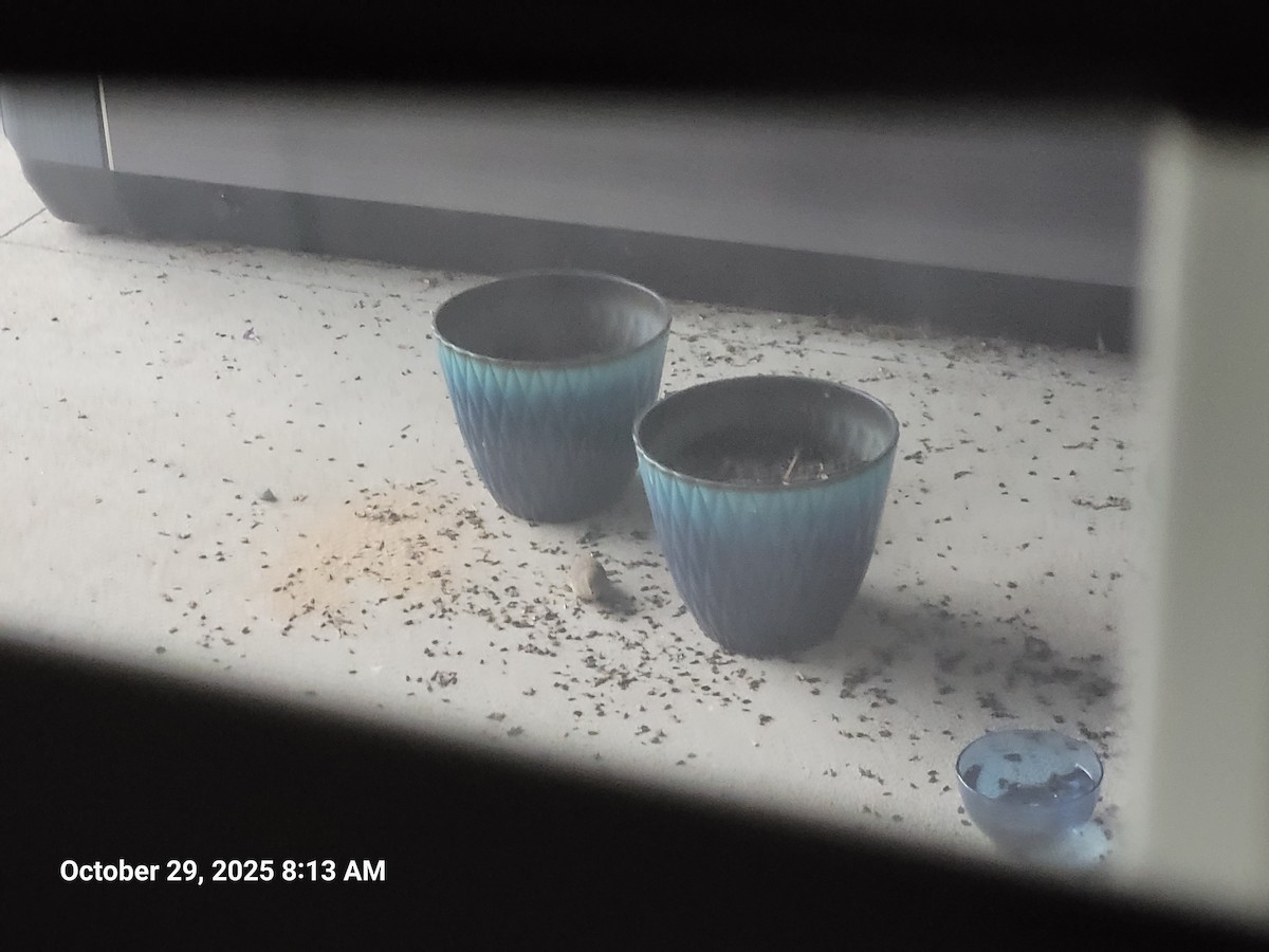 Camachuelo Mexicano - ML644317483