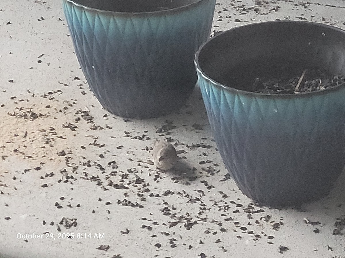 Camachuelo Mexicano - ML644317496