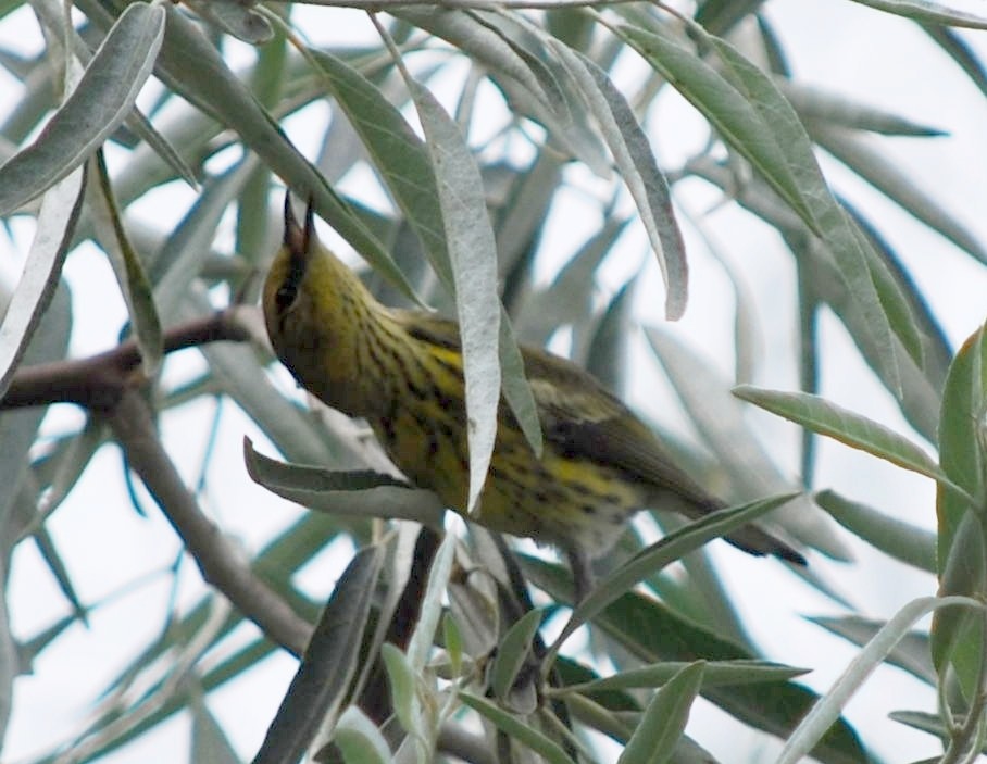 Kaplan Ötleğeni - ML644317501