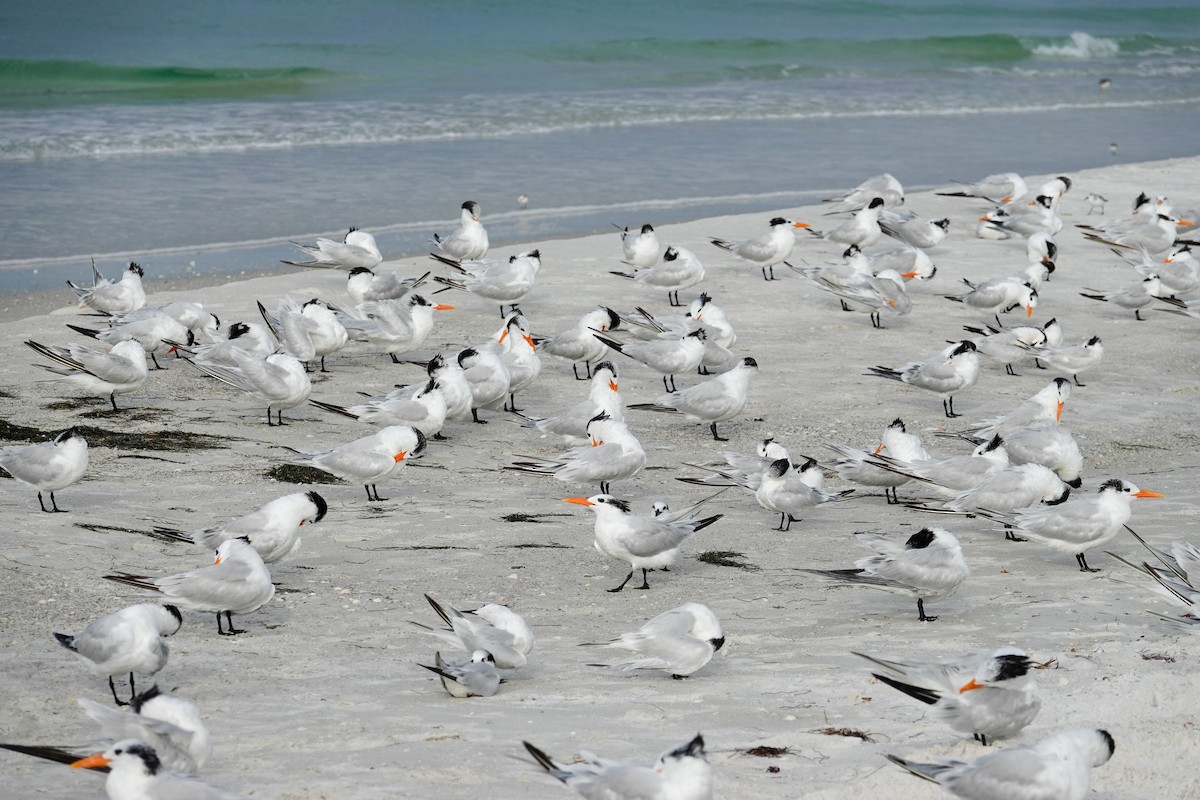 Kara Gagalı Sumru - ML644317505