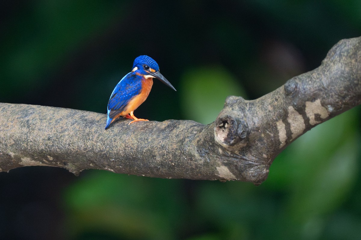 Рибалочка темно-синій - ML644317508