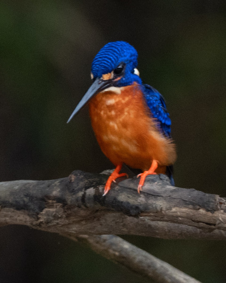 Рибалочка темно-синій - ML644317509