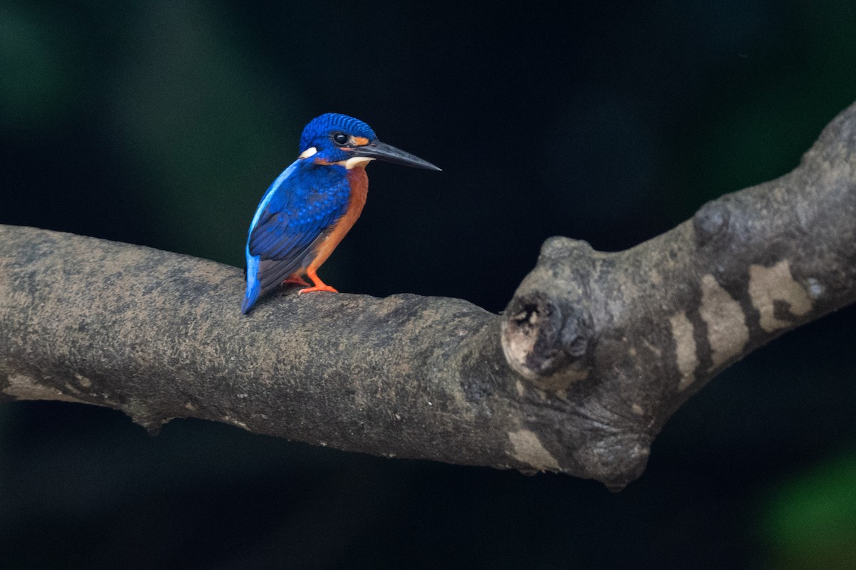 Рибалочка темно-синій - ML644317510