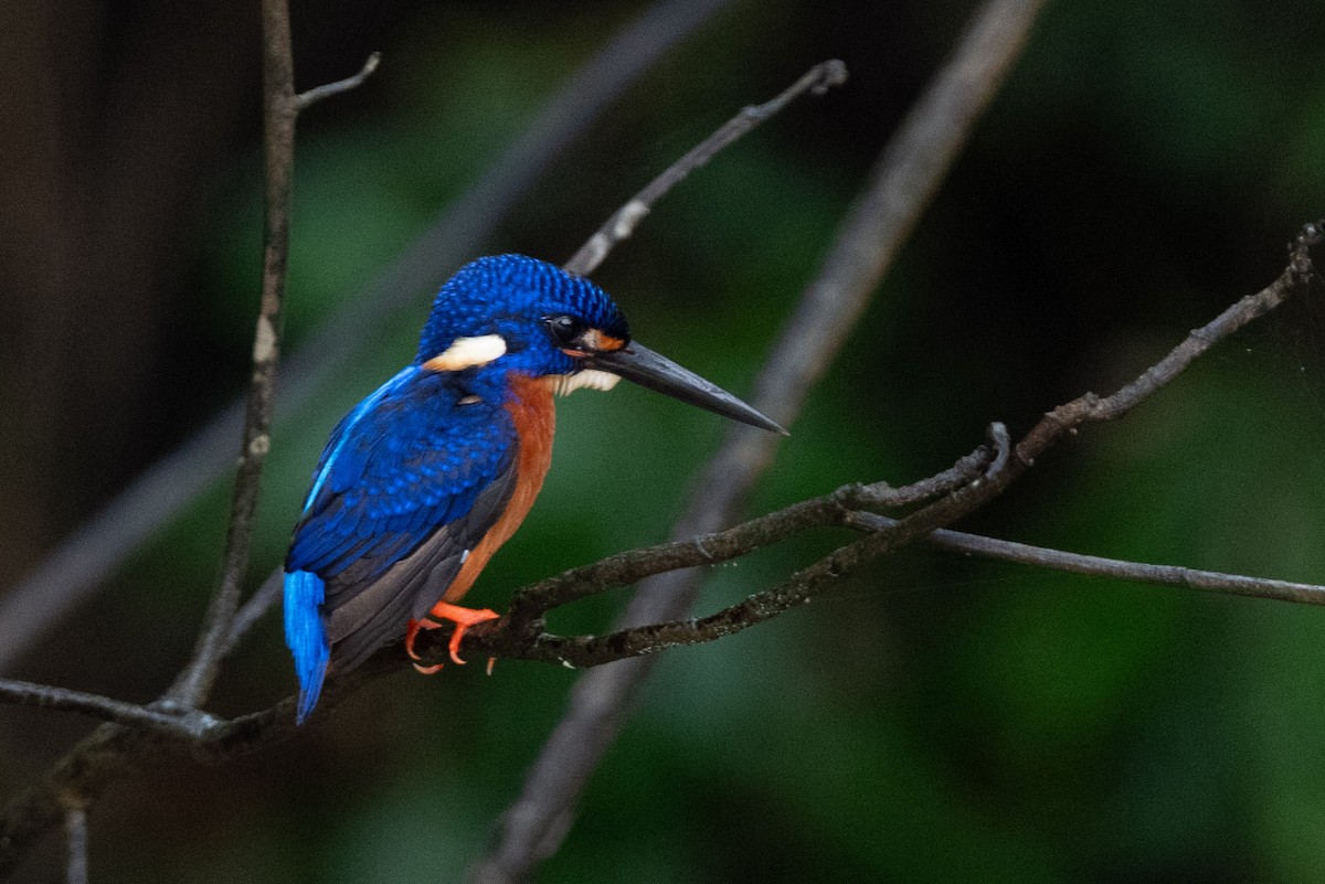 Рибалочка темно-синій - ML644317511