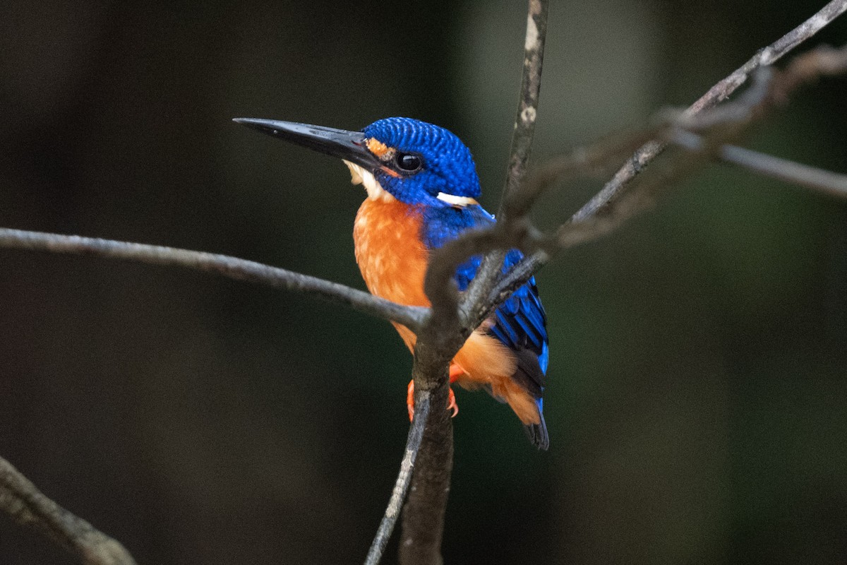 Рибалочка темно-синій - ML644317512