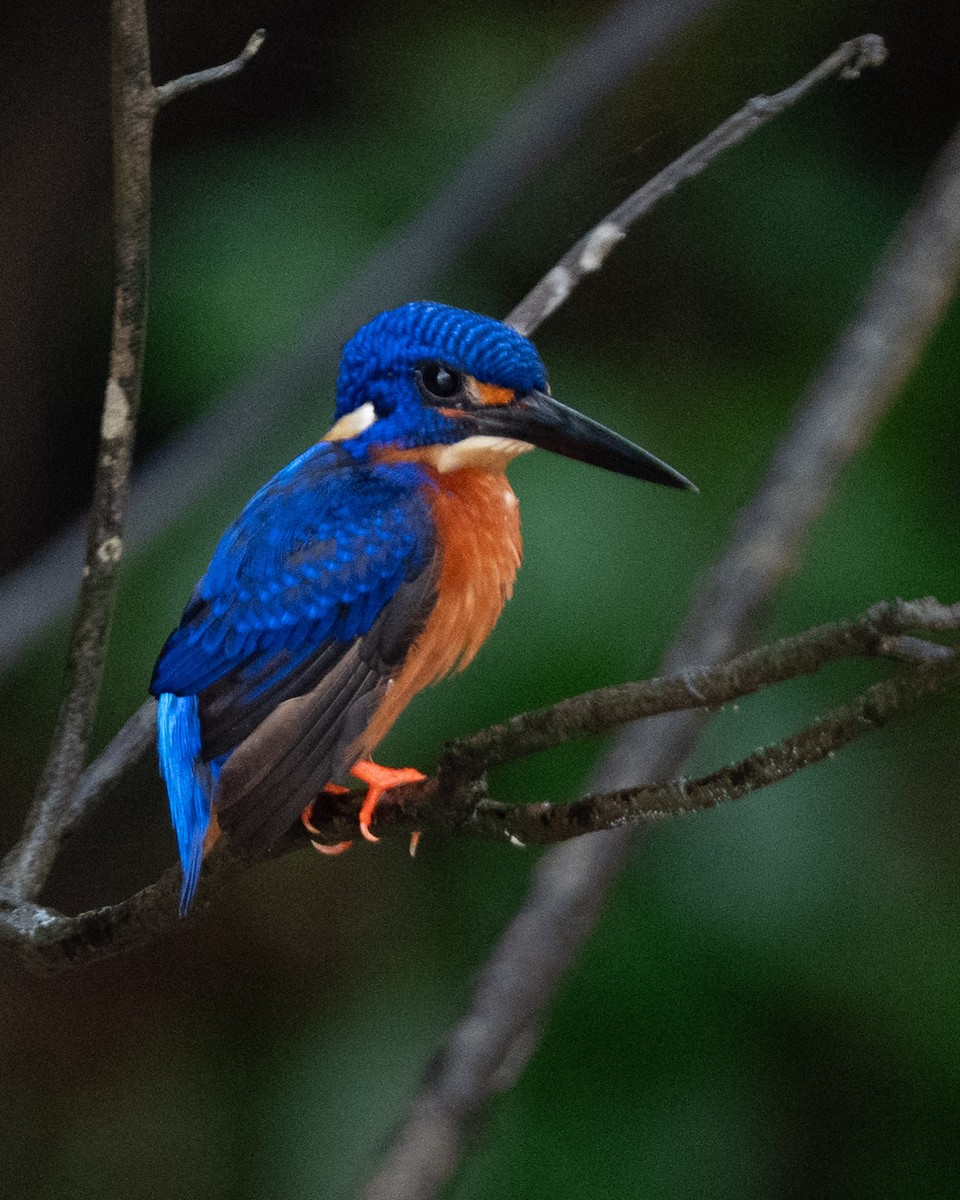 Рибалочка темно-синій - ML644317513