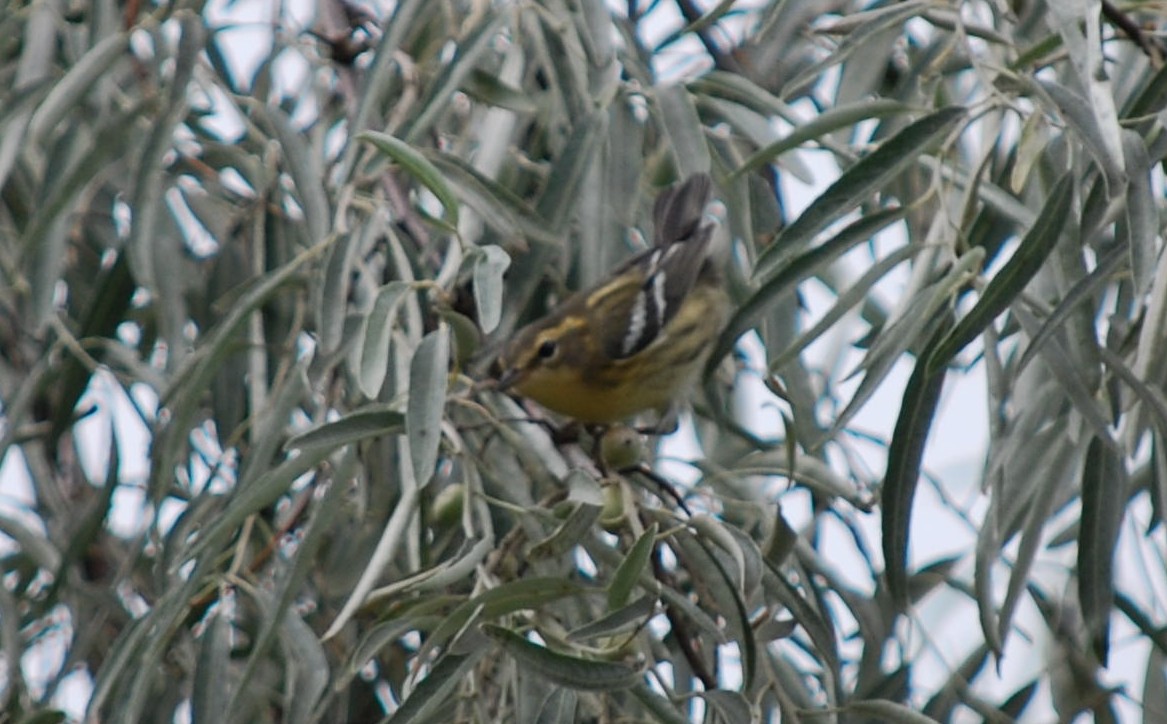 סבכון כתום-גרון - ML644317542