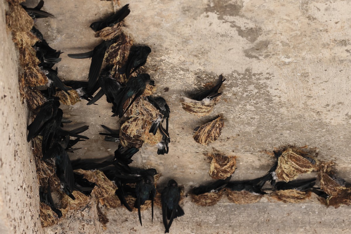 Glossy Swiftlet - ML644317585