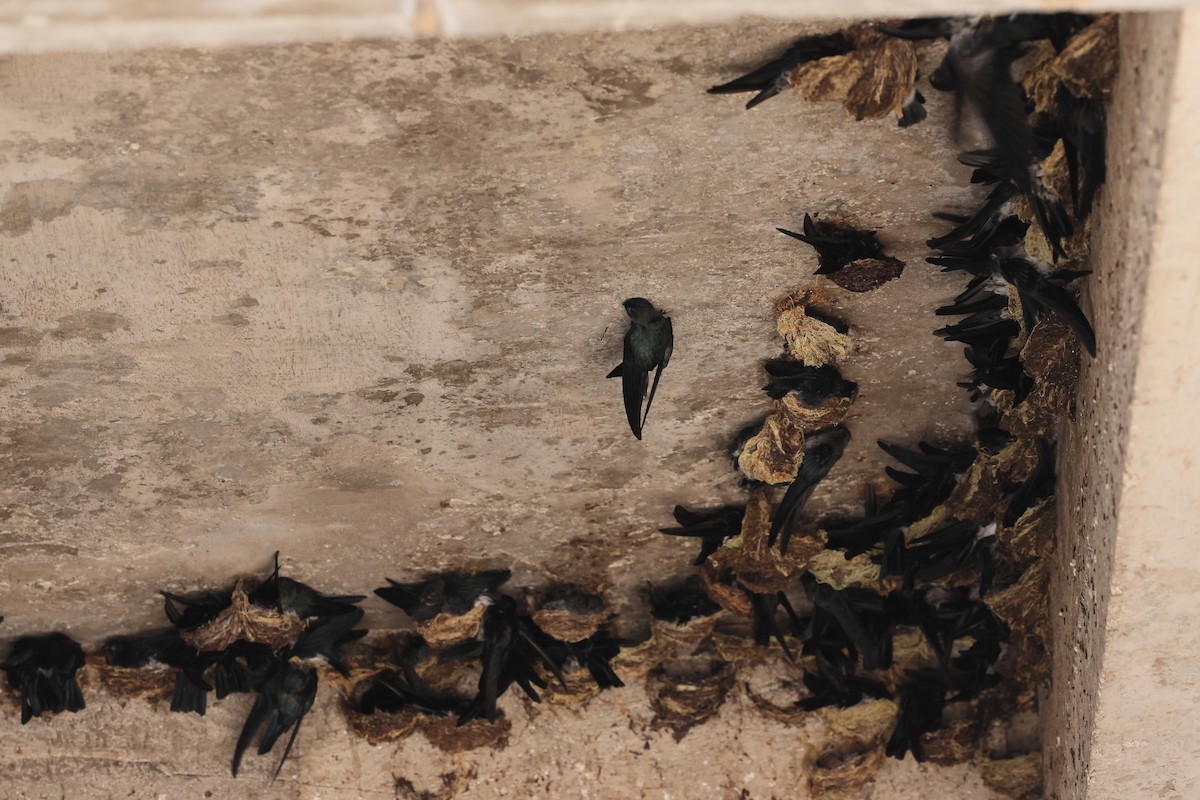 Glossy Swiftlet - ML644317586