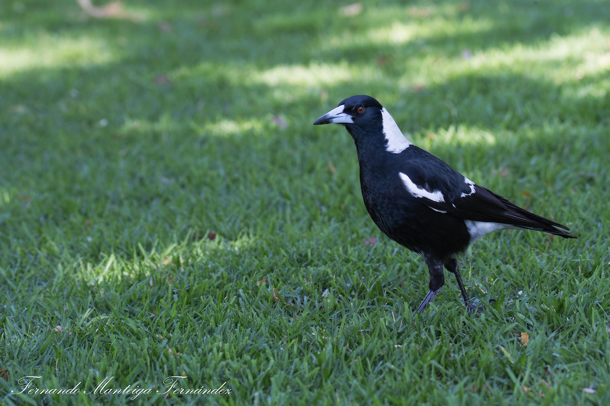 Cassican flûteur - ML644317597