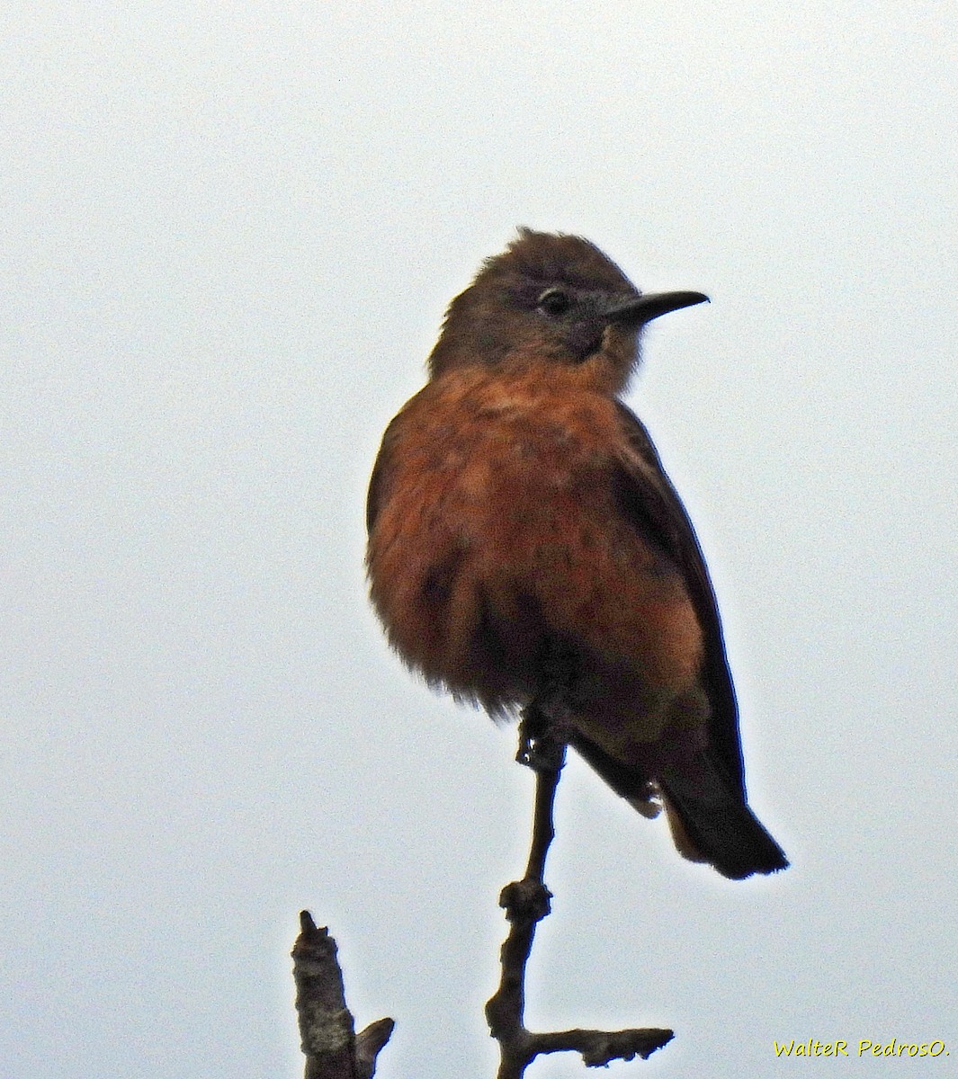 Cliff Flycatcher - ML644317624
