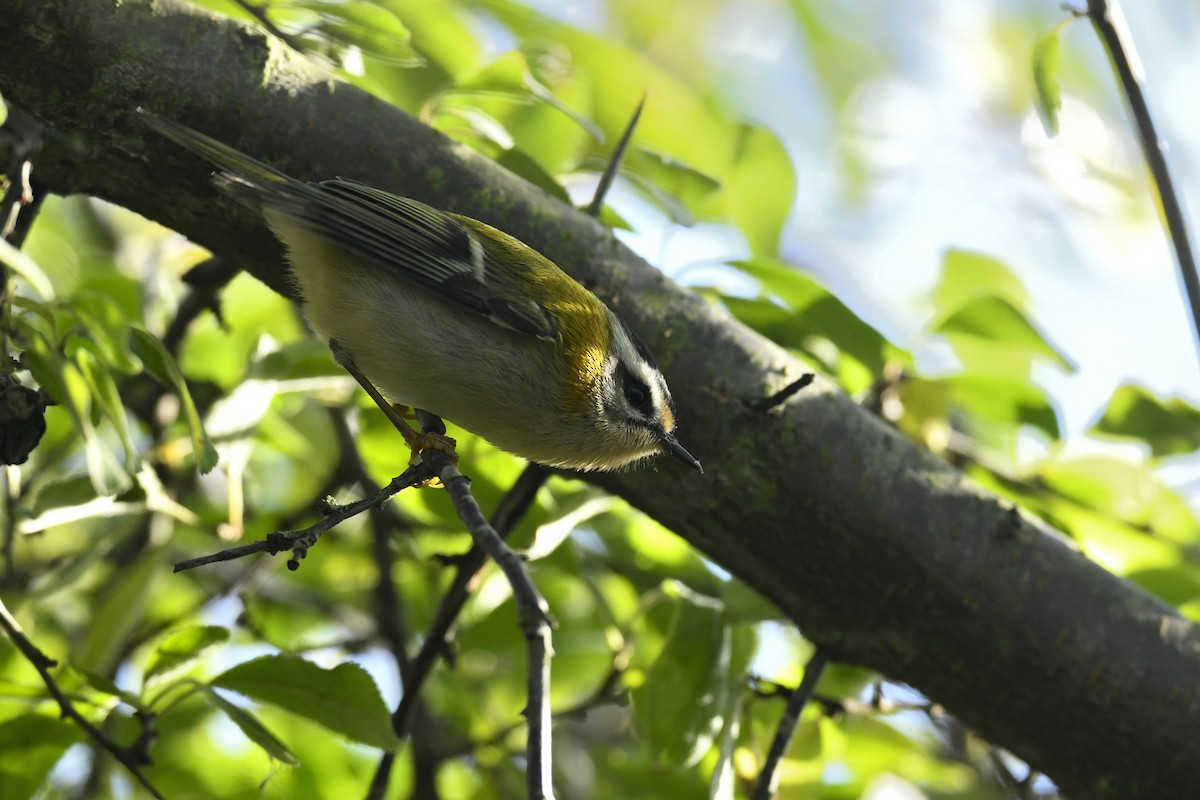 Common Firecrest - ML644317648