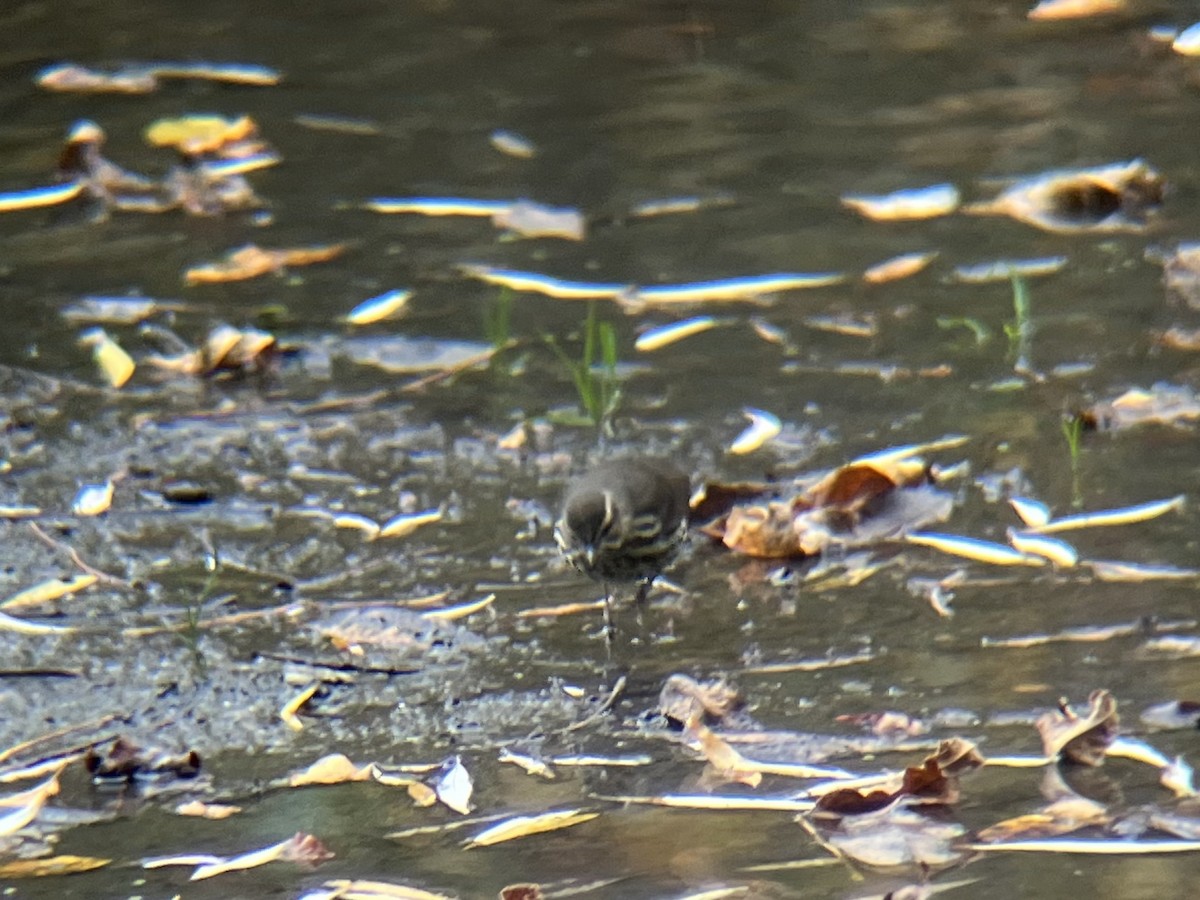 Northern Waterthrush - ML644317696