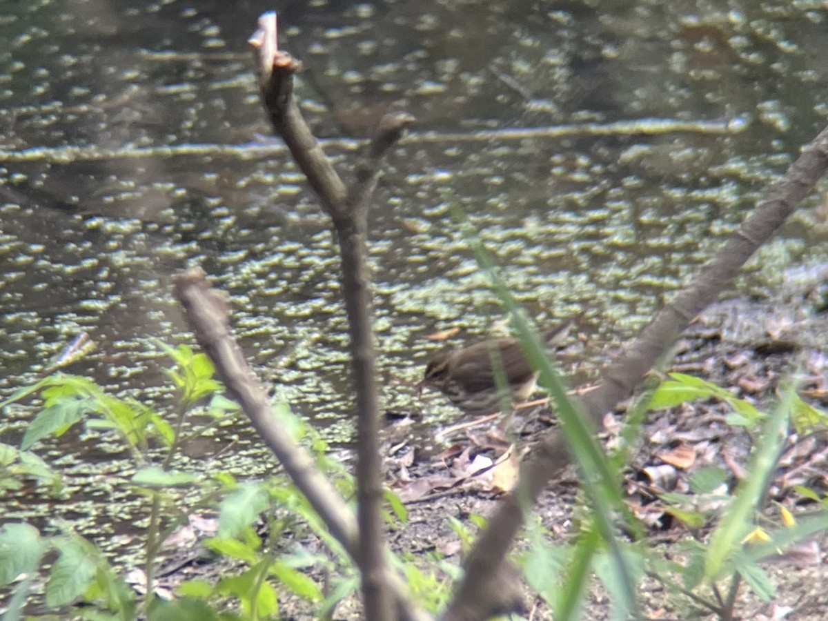 Northern Waterthrush - ML644317697