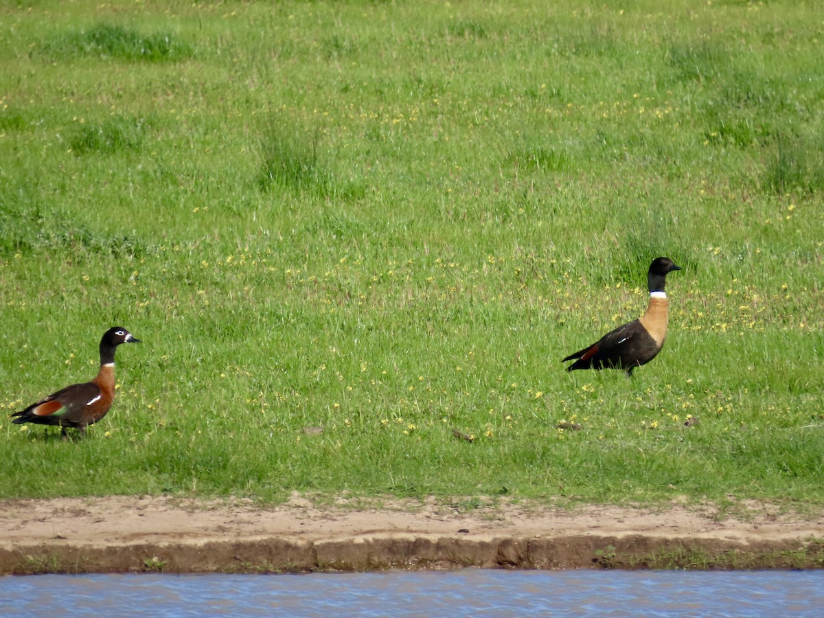 Tadorne d'Australie - ML644317699