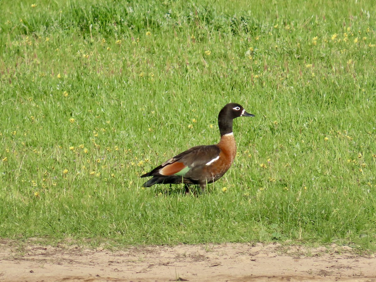 Tadorne d'Australie - ML644317700