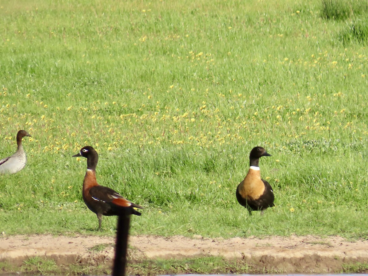 Tadorne d'Australie - ML644317701