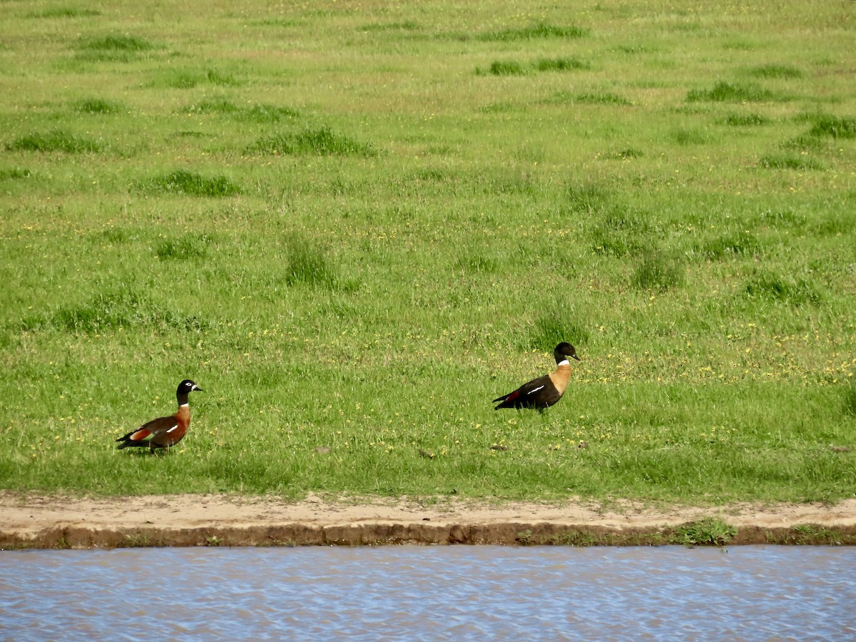 Tadorne d'Australie - ML644317702