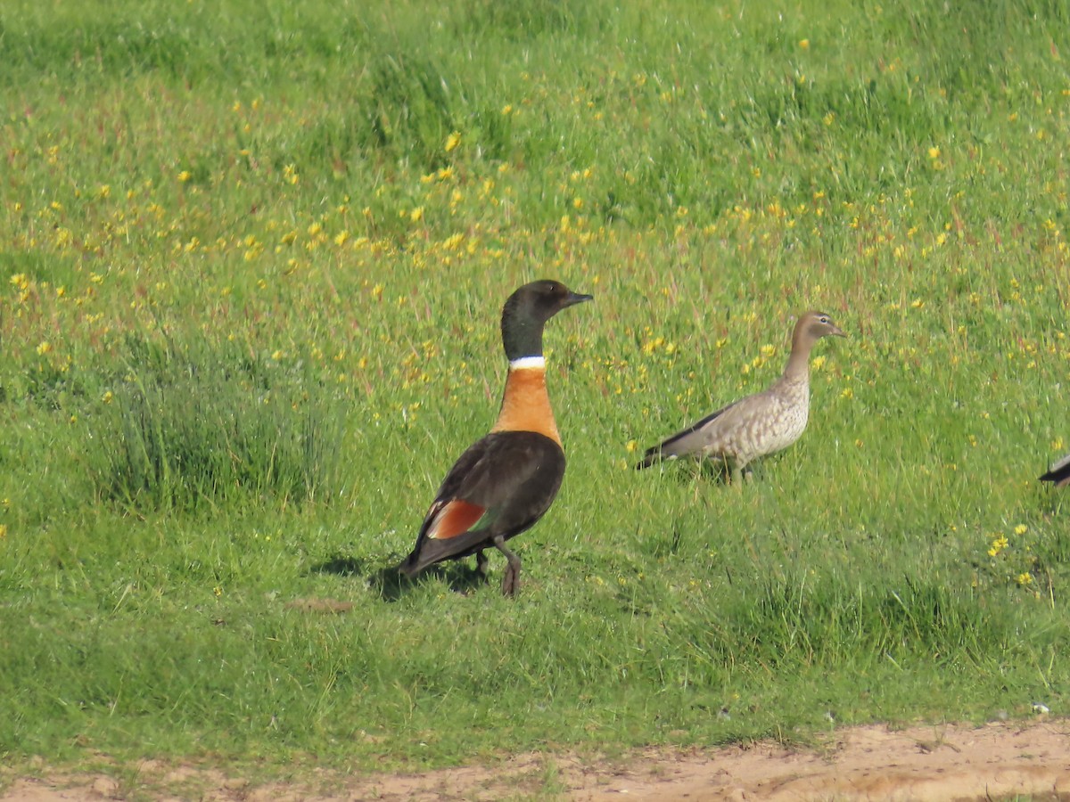 Tadorne d'Australie - ML644317703